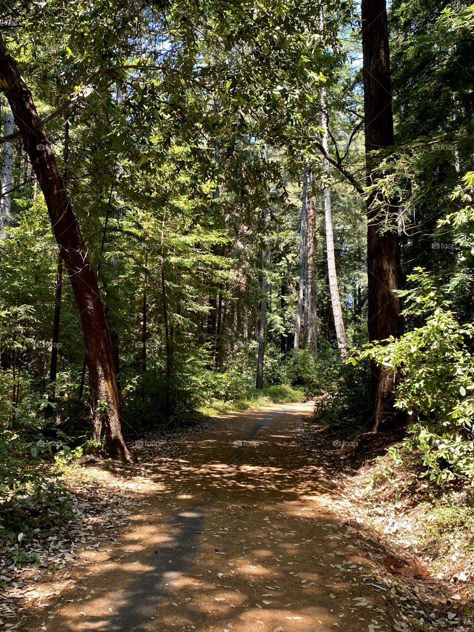 Henry Cowell Redwoods State Park in Felton California 