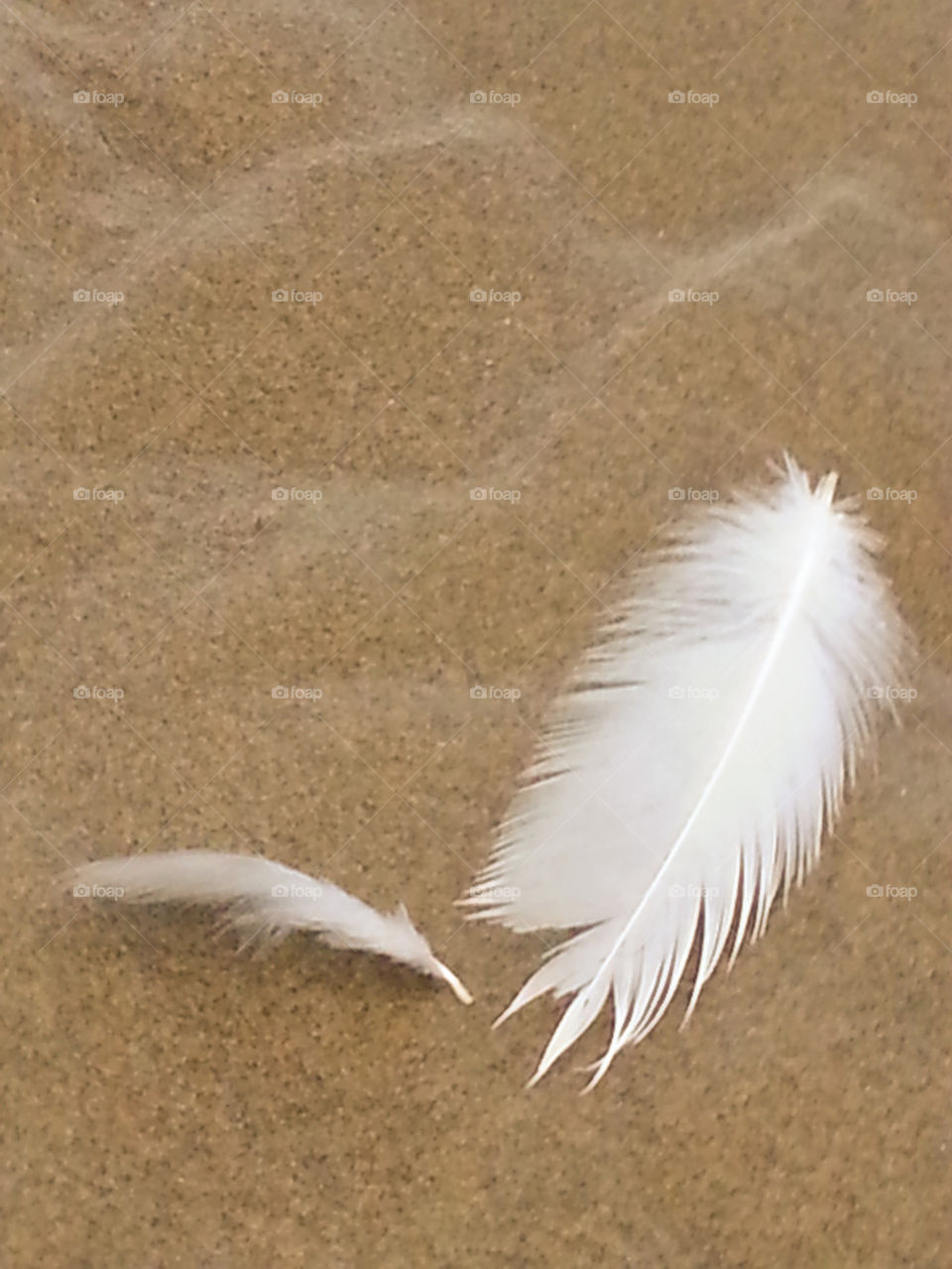seabird feathers