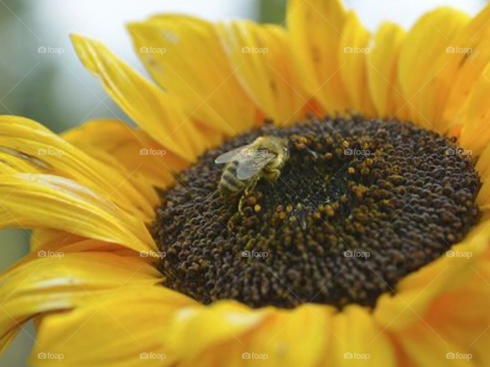 Bee in a yellow sunflower