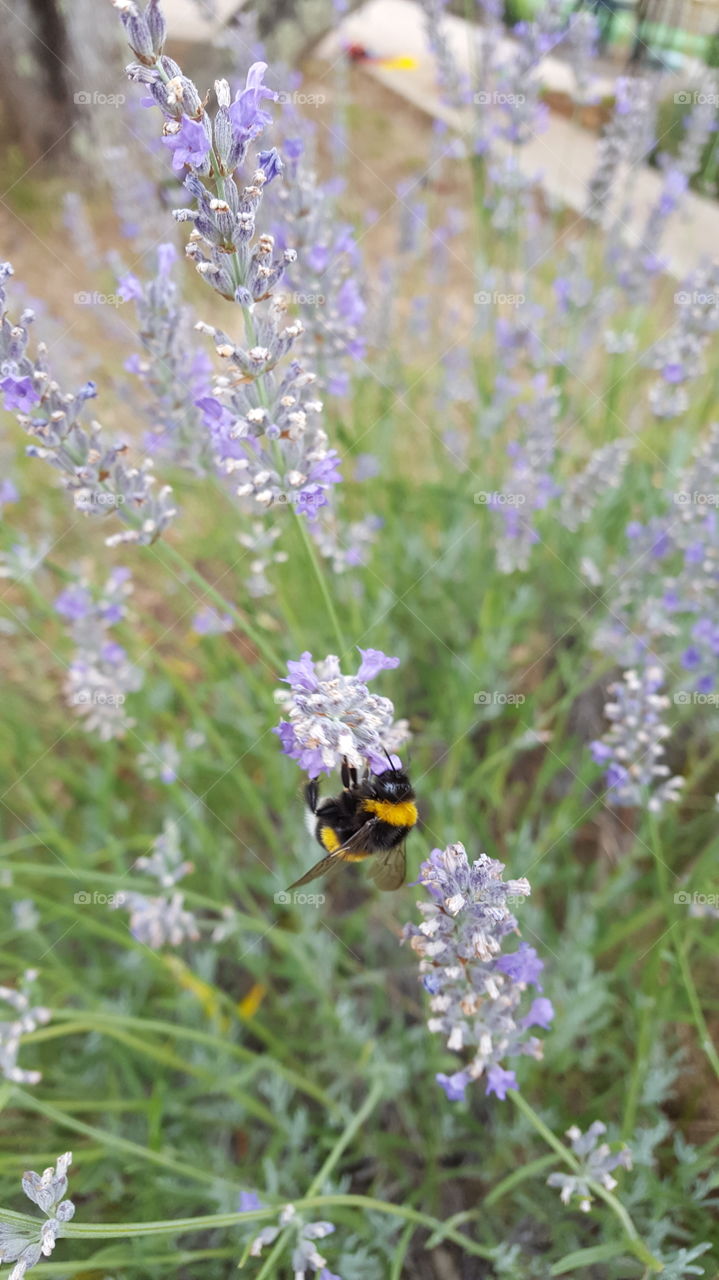 Bumblebee on a lavender flower