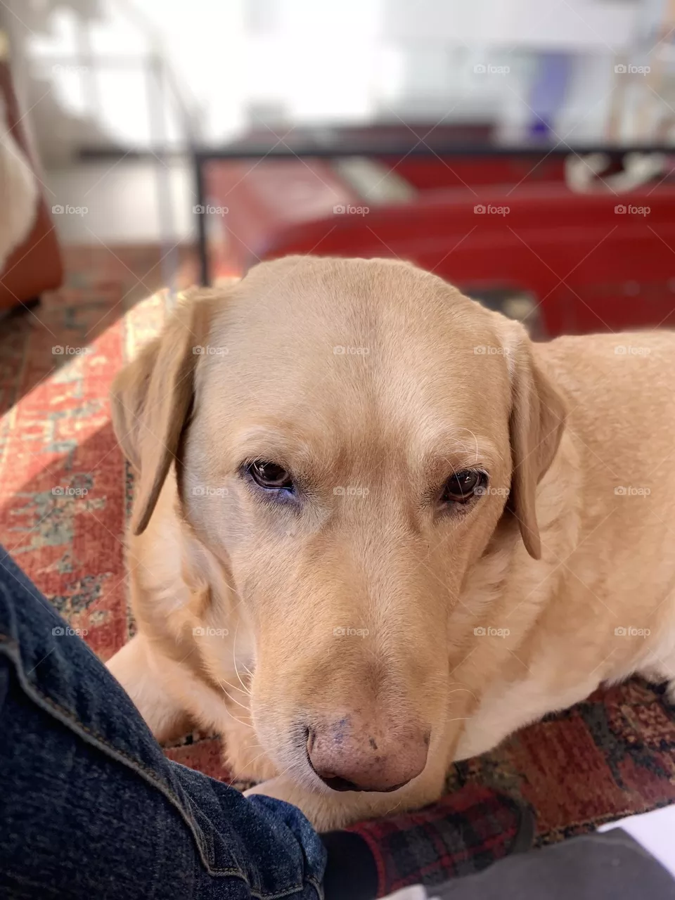Léon 