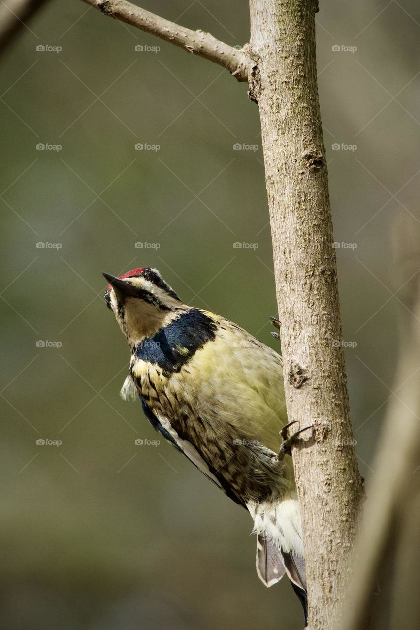 Closeup of Yellow bellied Sapsucker perching on a tree limb
