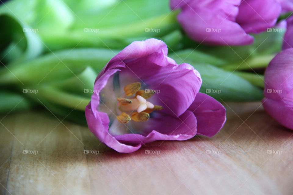 Purple flower on table