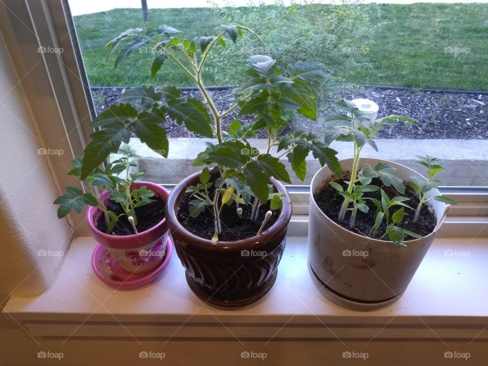 tomato & jalapeño plants ready to transplant