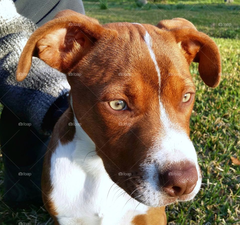 a puppy with green eyes looking off in the distance with a person behind her in the spring