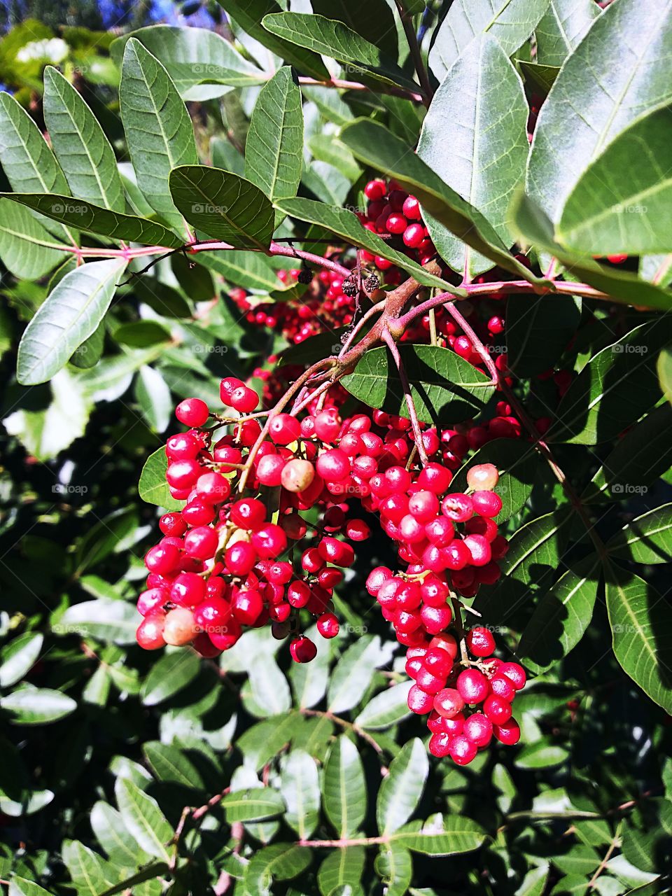 red berries