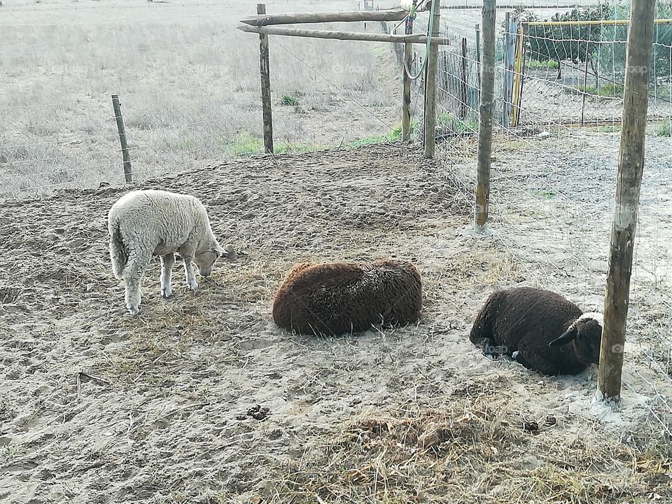 Animals - Sheep's