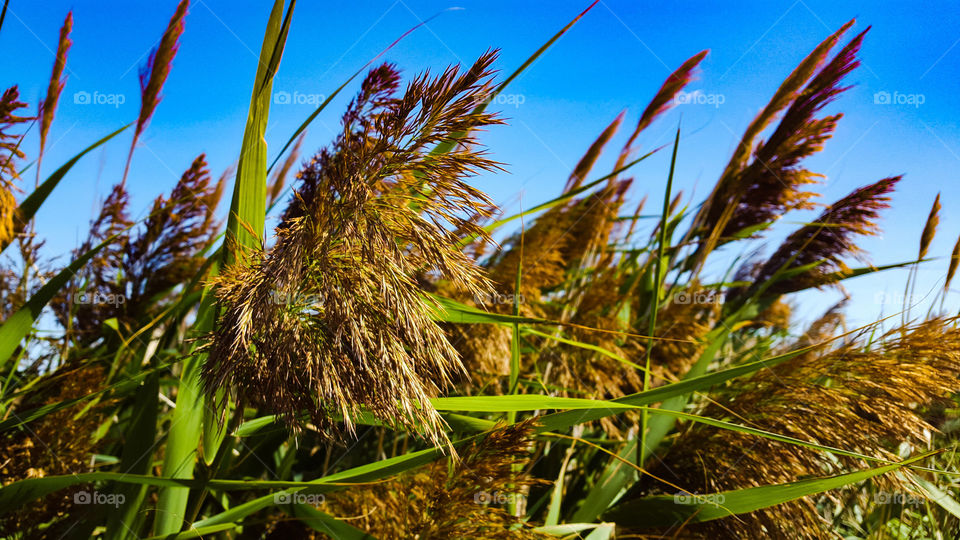 Reed in Aigues mortes in France