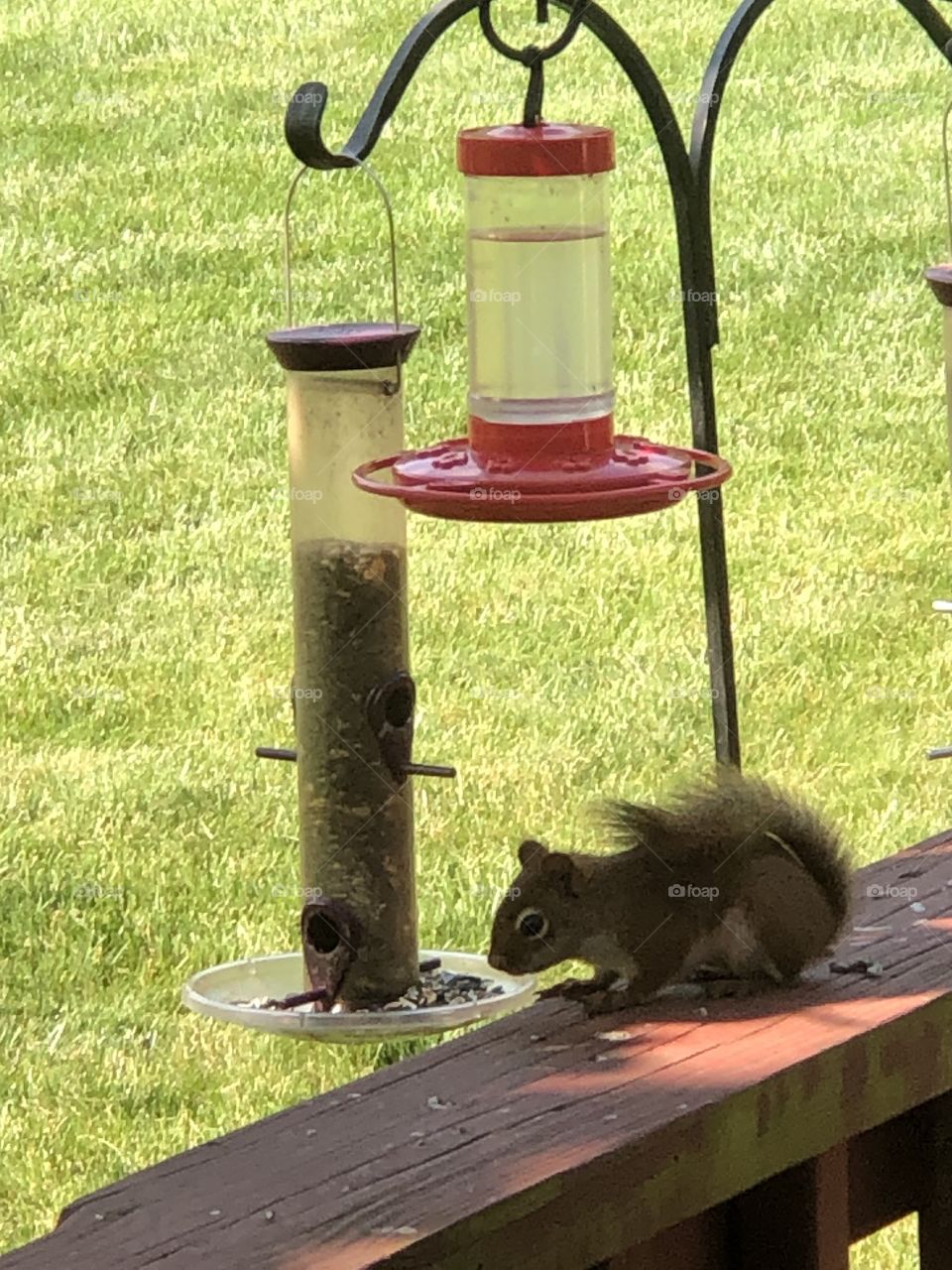 A beautiful squirrel eating seeds from a bird feeder.