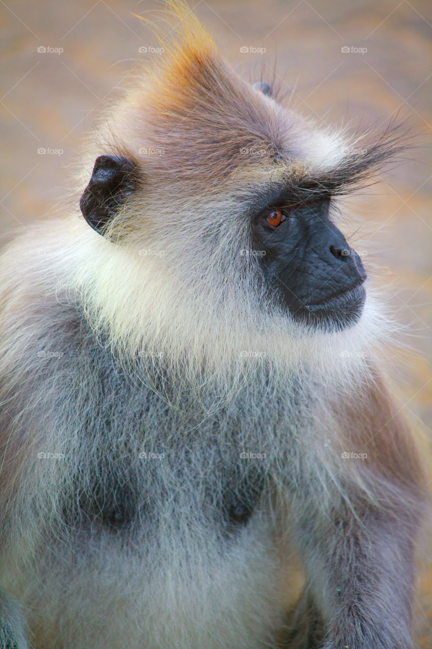 Sri Lankan Monkey looking