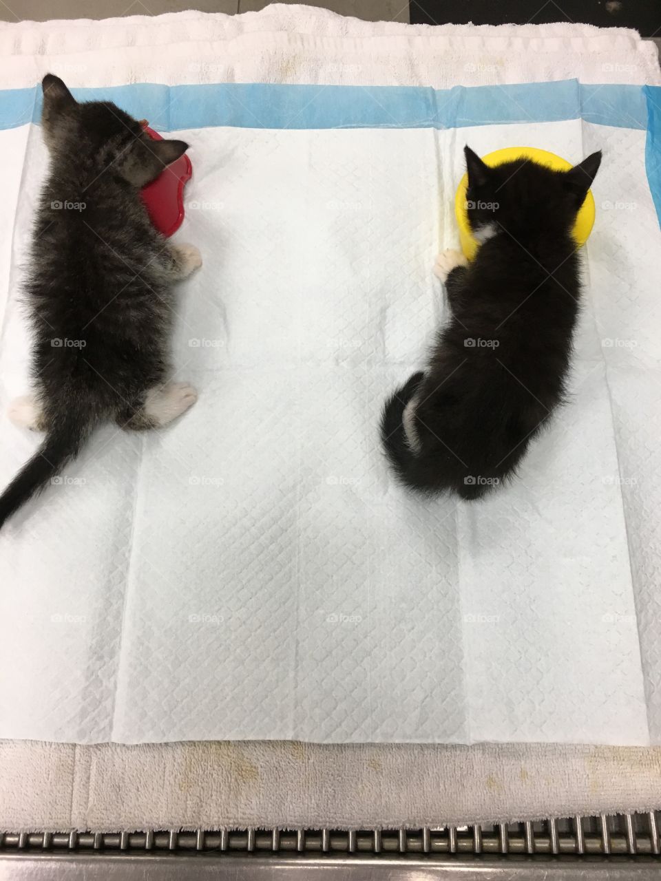 Just learning to eat on their own
