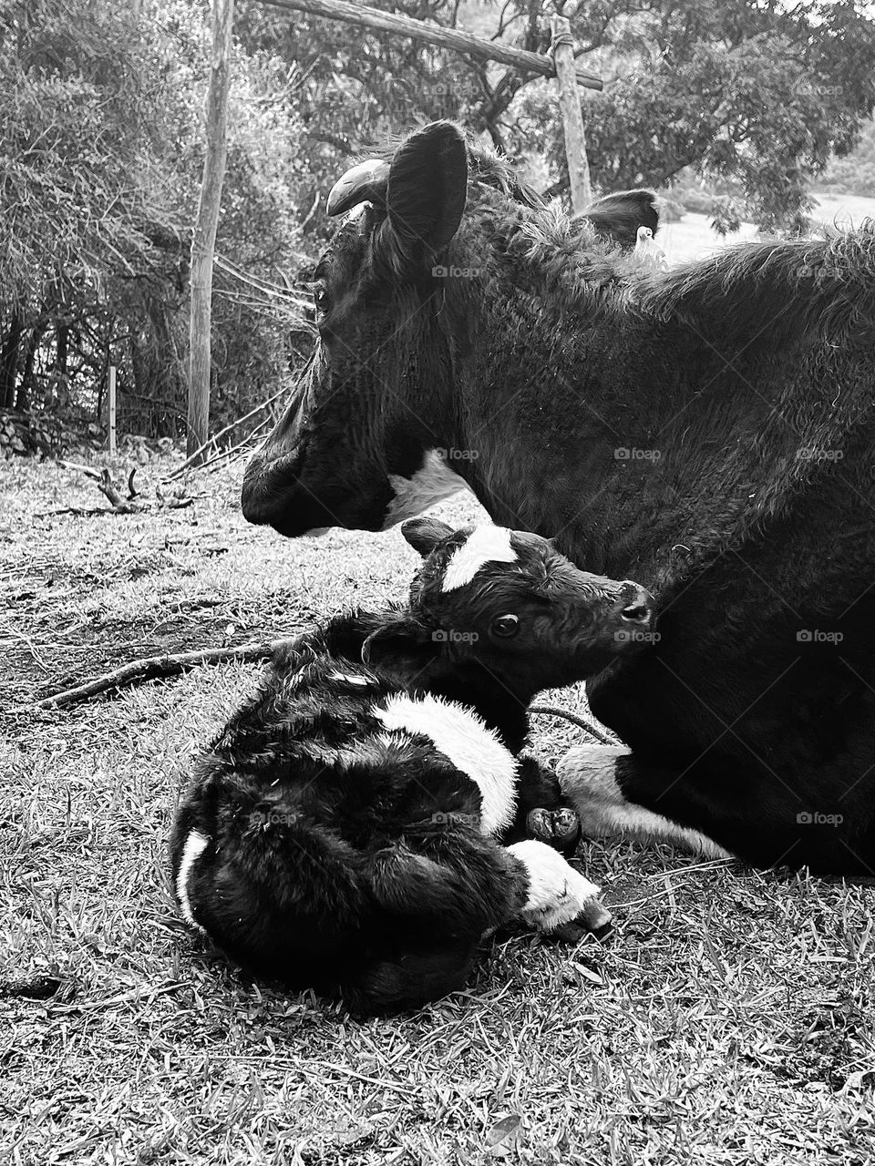 A mother cow with her little calf