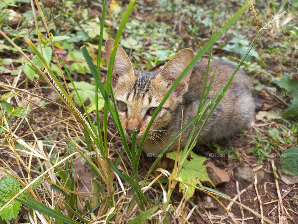 The cute kitten is in the grass garden