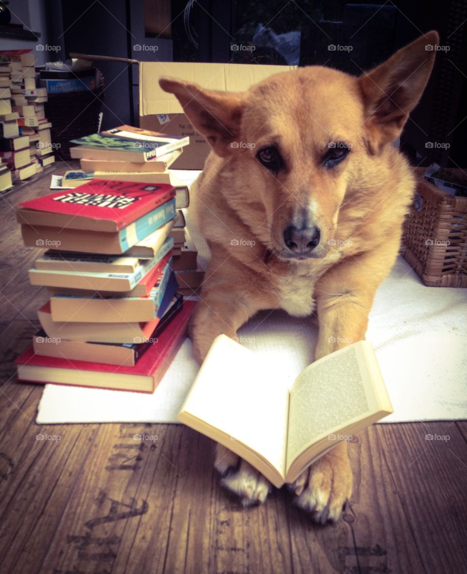 Dog is Reading a Book 