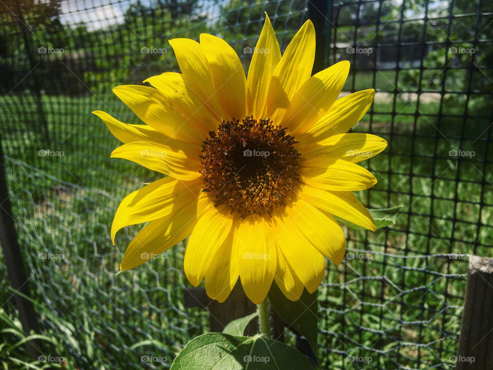 Nothing like a sunflower to brighten up your day! 