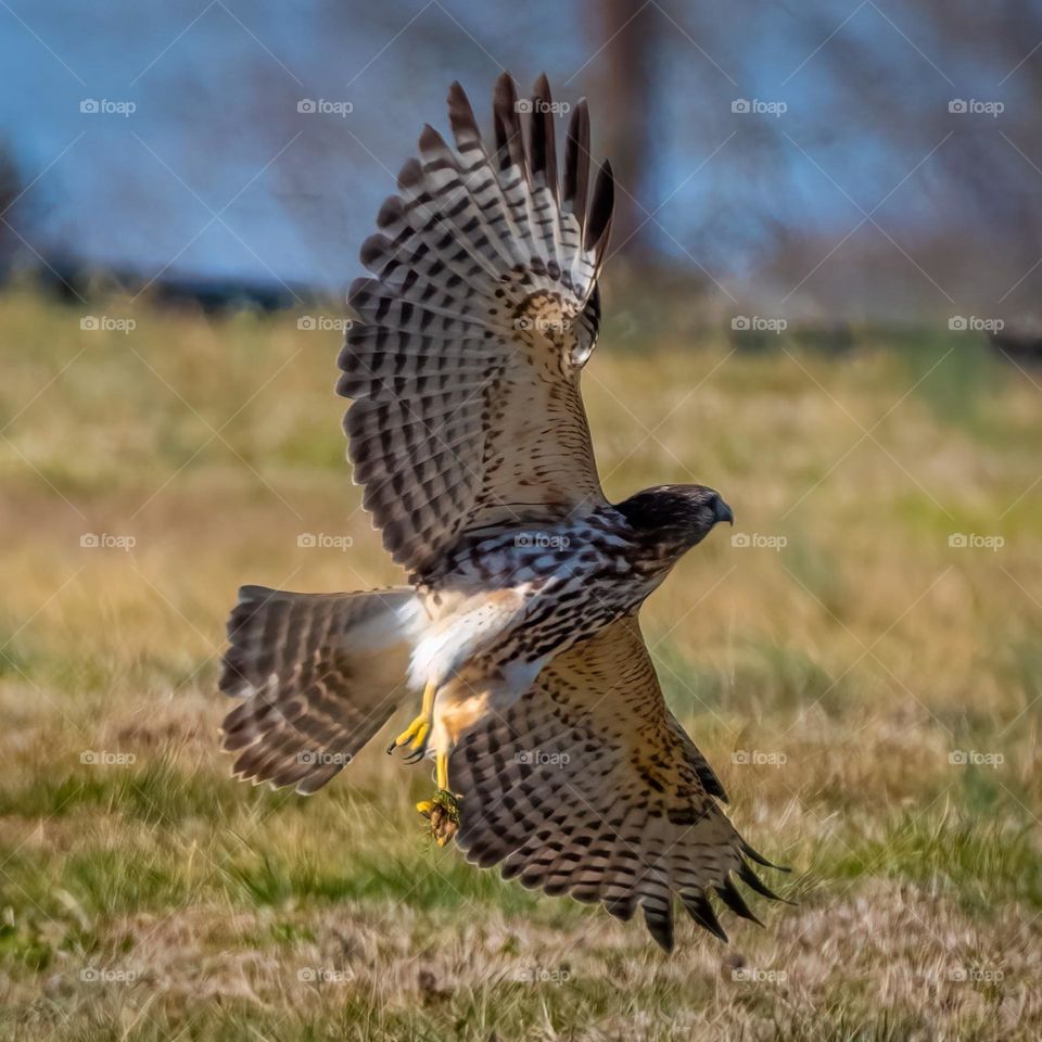 A red-shouldered hawk makes a sudden change in direction. 