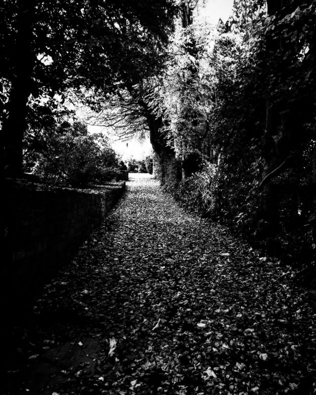 The leaves settle