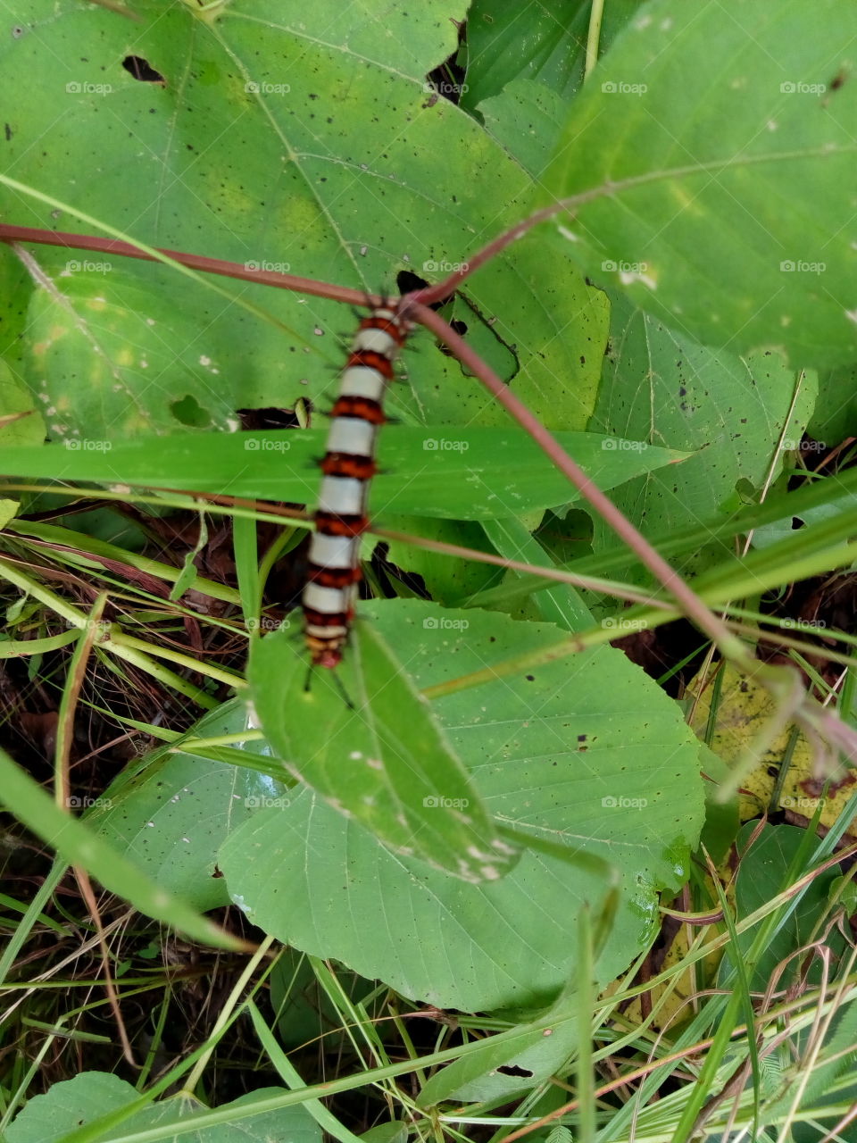 millipede, centipede, on a green leaf or flowers