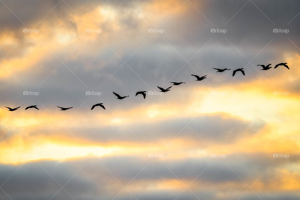Flying flock of birds