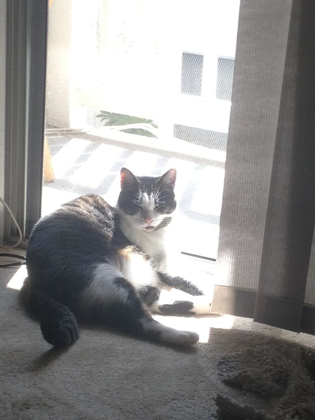 Cat-Cairo