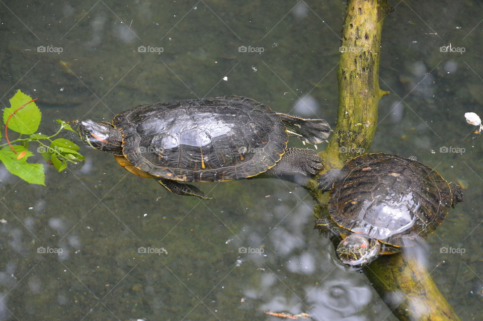 Turtle, Reptile, Shell, Tortoise, Water