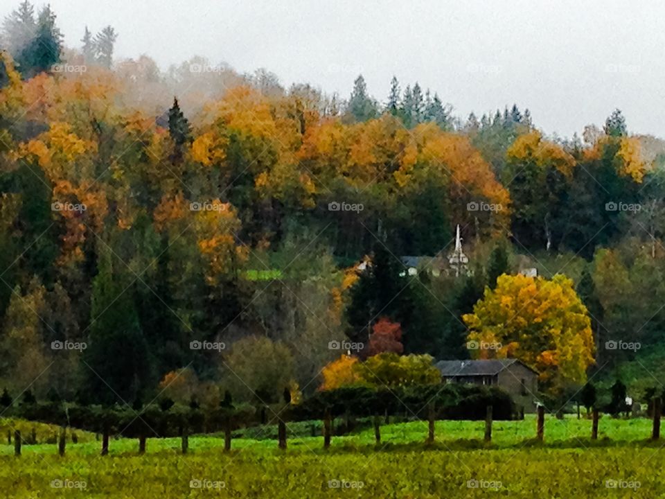 Fall, Tree, Landscape, Leaf, Nature