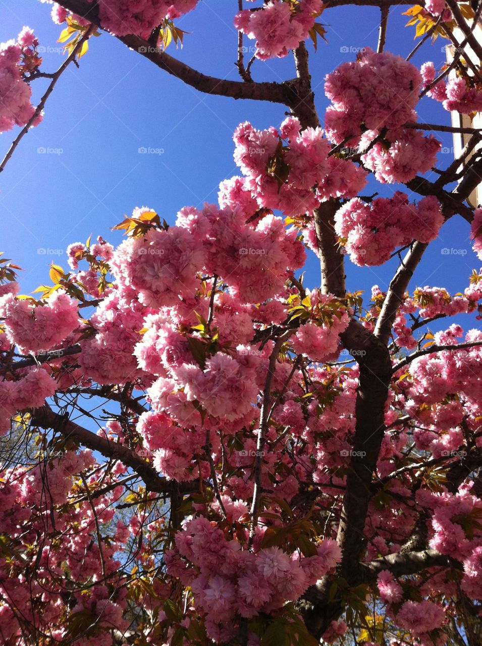 Prunus serrulata. Japansk körsbärsträd