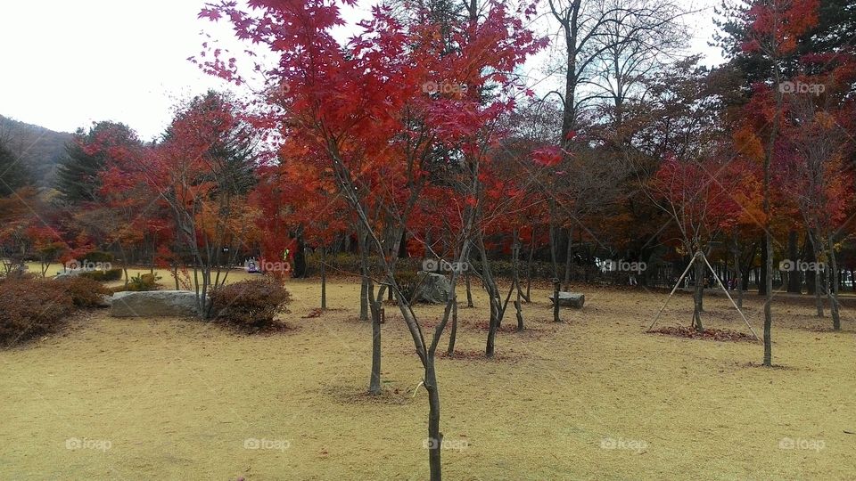 a tree with red leaves in a city park