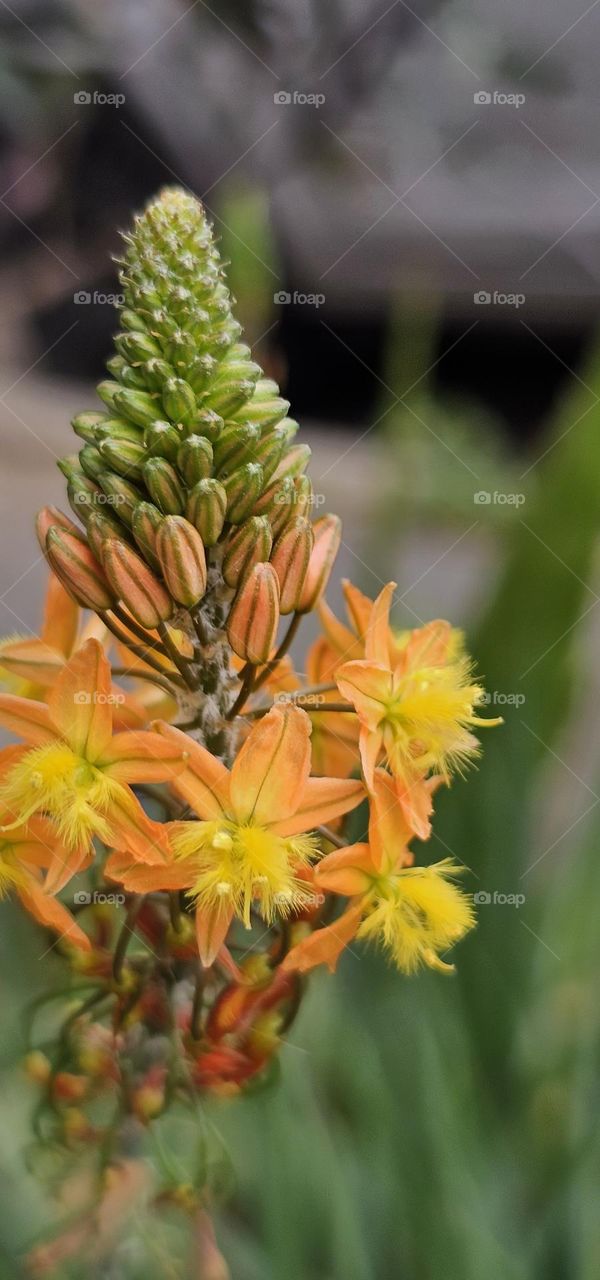 Cat's tail flower, bulbine frutescens, orange bulbine, stalked bulbine, or simply bulbine is seen here in a close-up showing off its beauty.