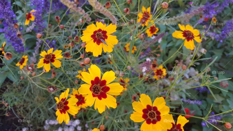 Dwarf plains coreopsis, flower portrait. Coreopsis tinctoria.