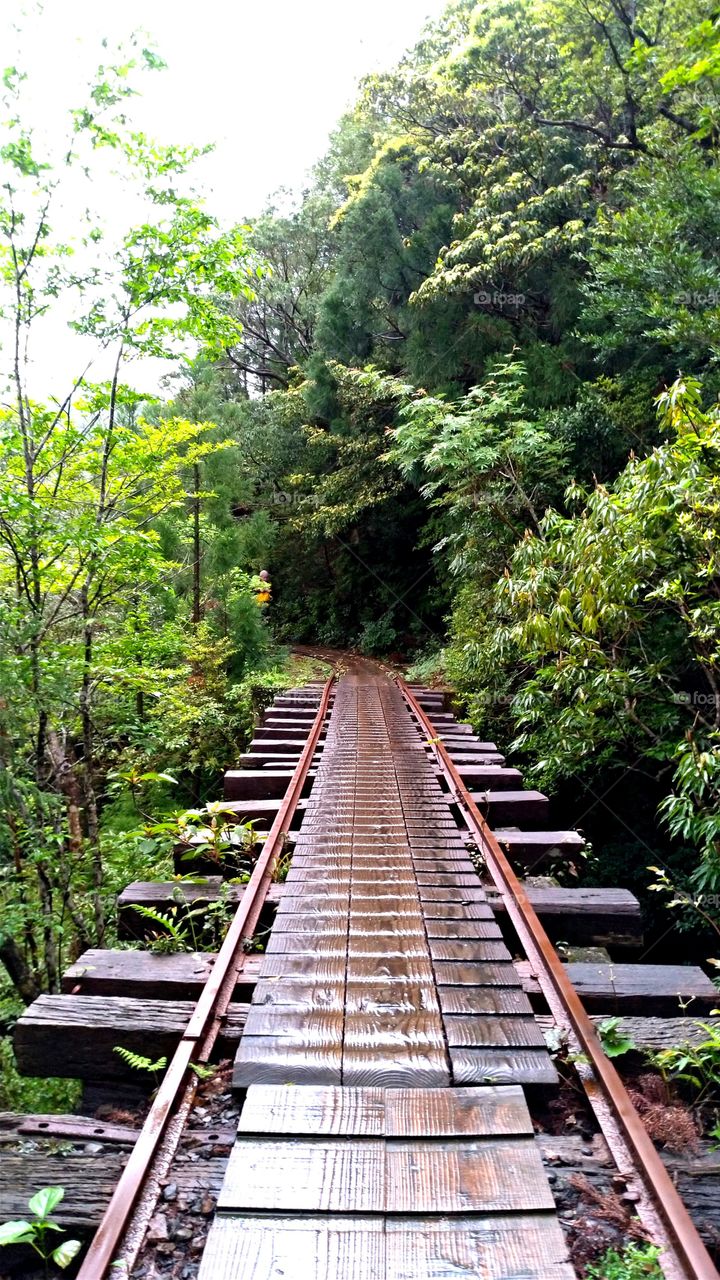 Trail to Yakusugi (cedar aging over 2000 years) in Yakushima, Japan