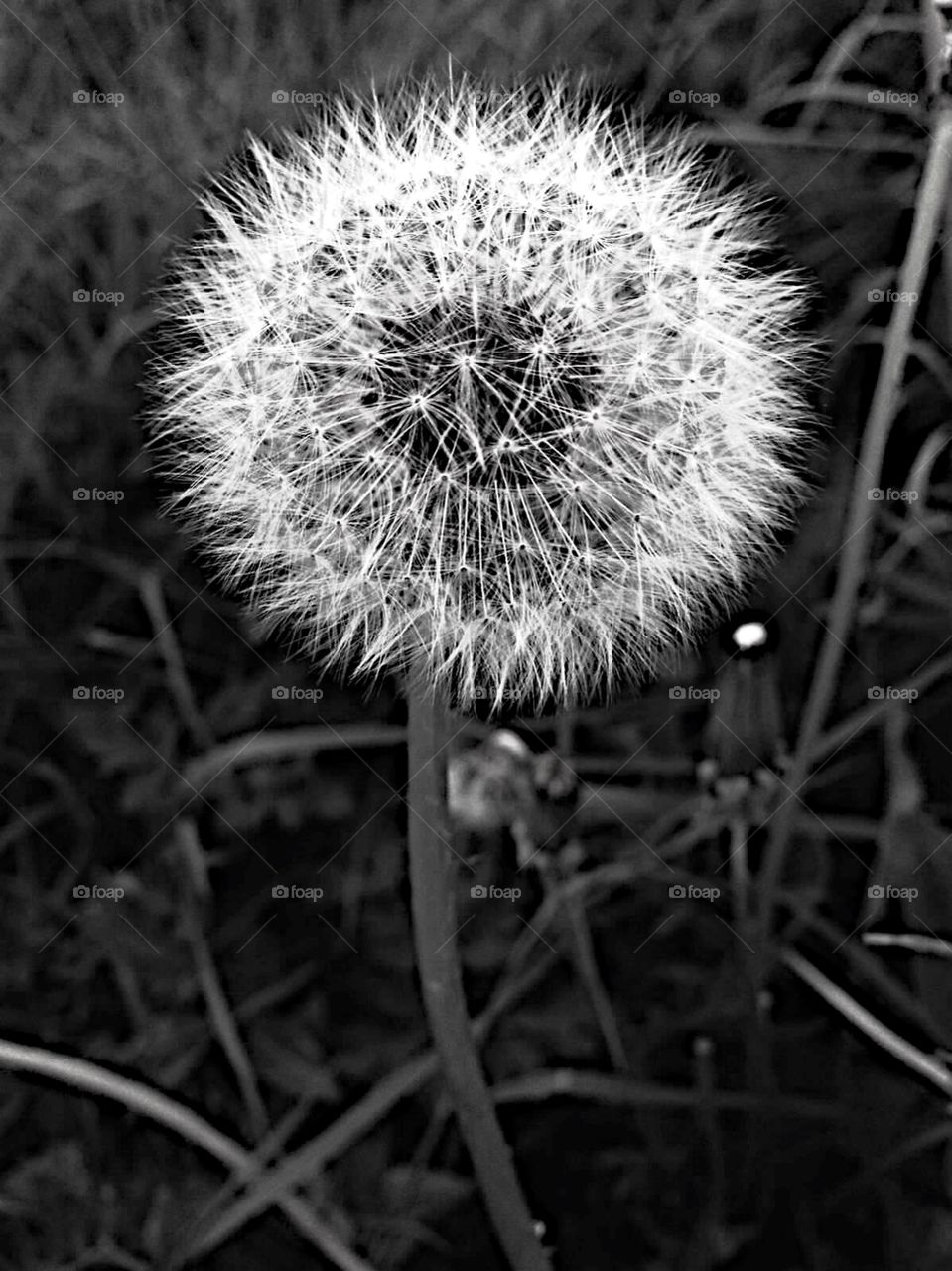 Dandelions 