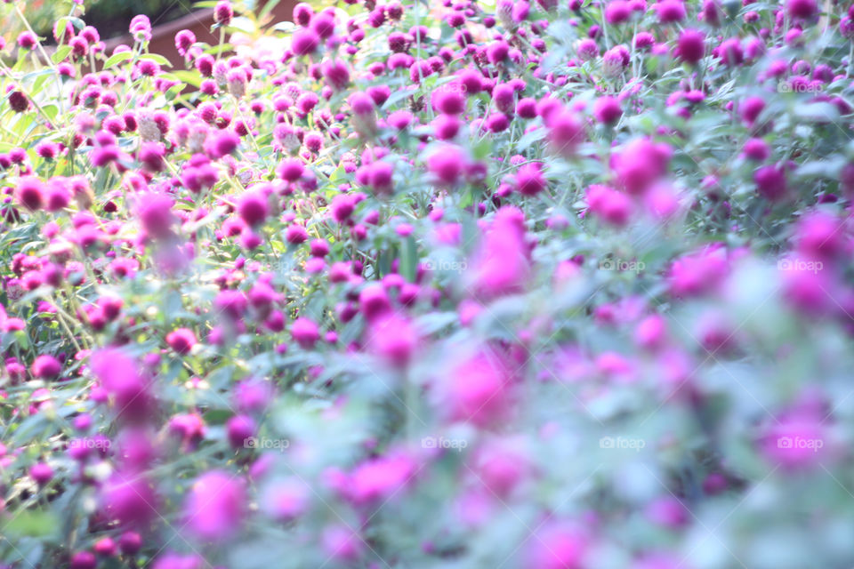 flower pink. globeamaranth, bachelorbutton, flower, morning, fresh, background, texture, ttzanzone