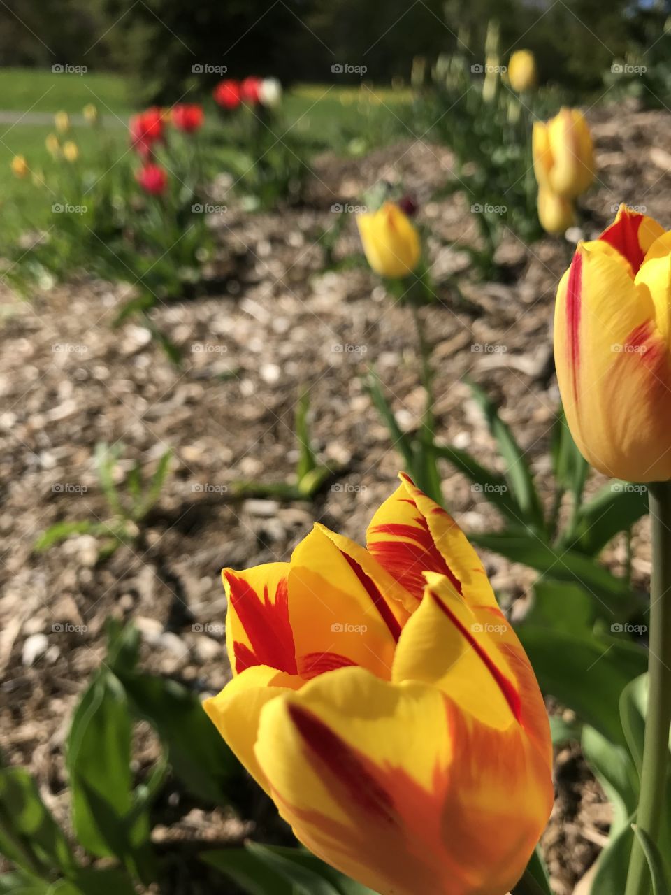 Beautiful red and yellow tulips