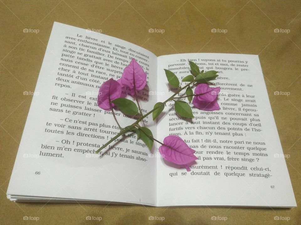 Beautiful flowers in book