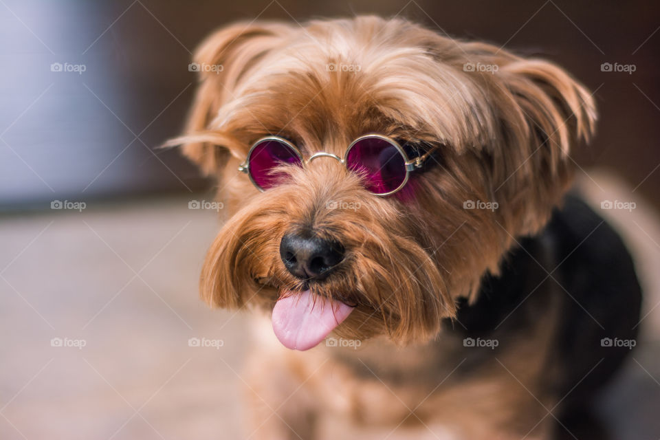 Yorkshire Terrier Wearing John Lennon Glasses Sticking Out Tongue 