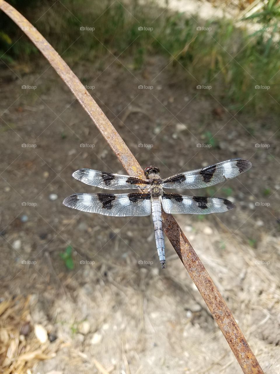 Dragonfly from Illinois.