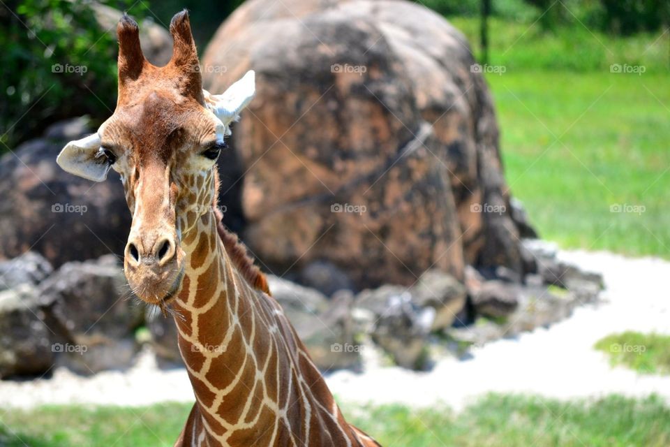 Curious Giraffe. 