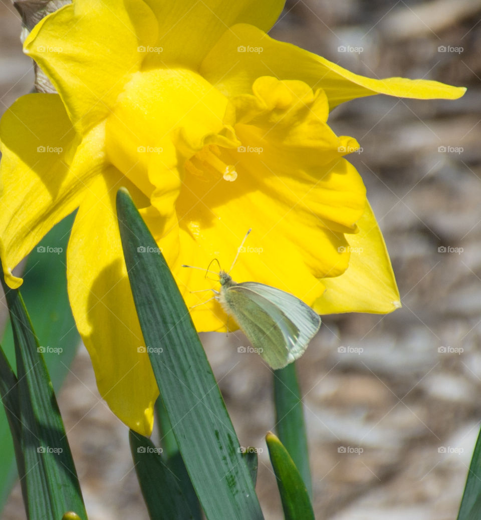 Butterfly on a daffodil