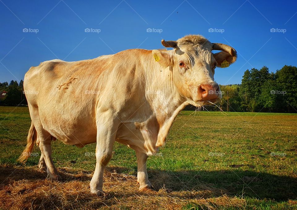 Funny Cow at pasture
