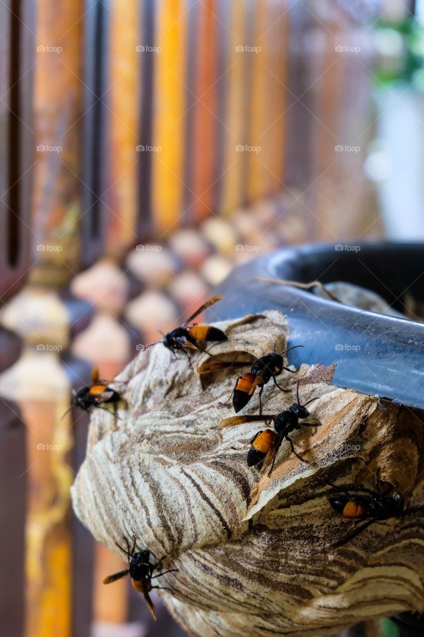 hornets building their nest