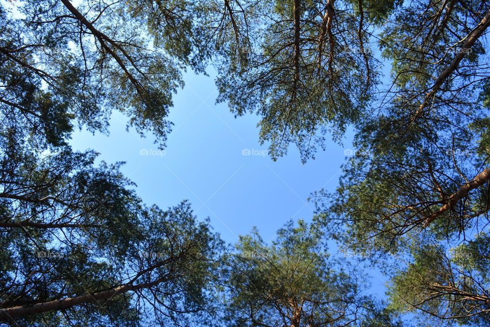 trees and blue sky