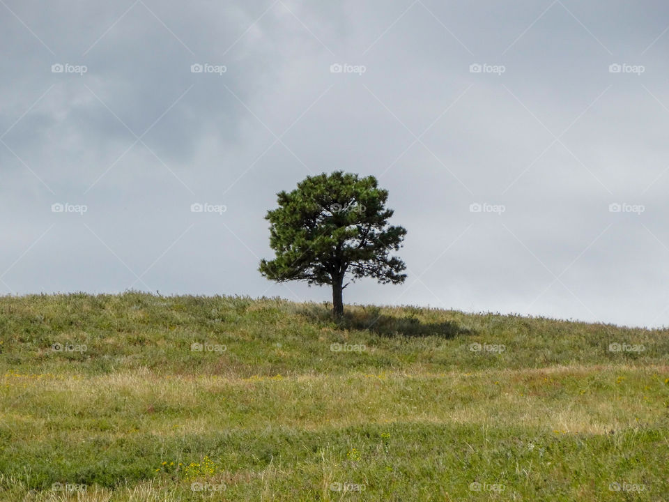 A lone tree occupying a hill on the rolling plains of Custer State Park in South Dakota.