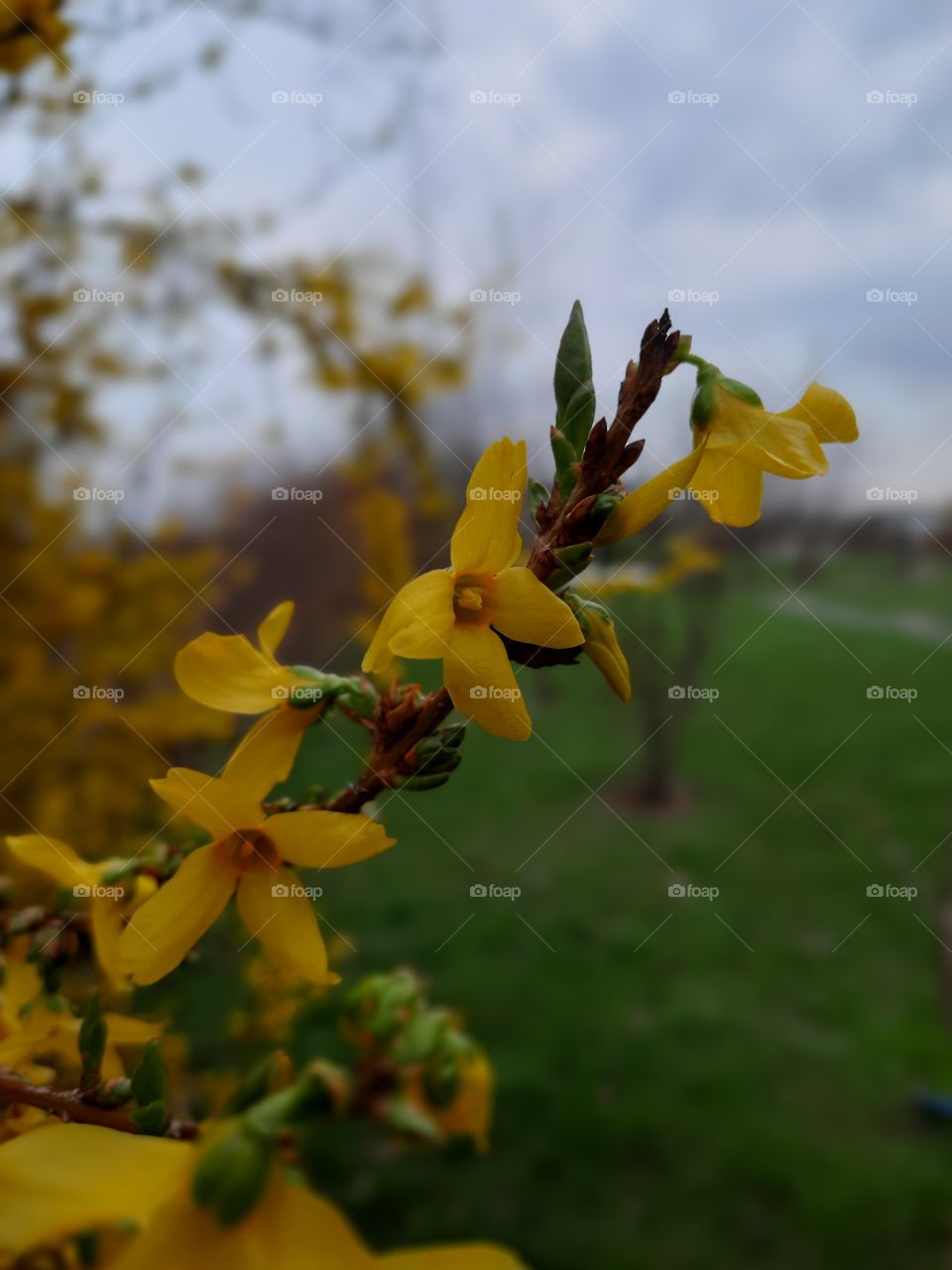 close-up of yellow  flowers of forsythia in spring