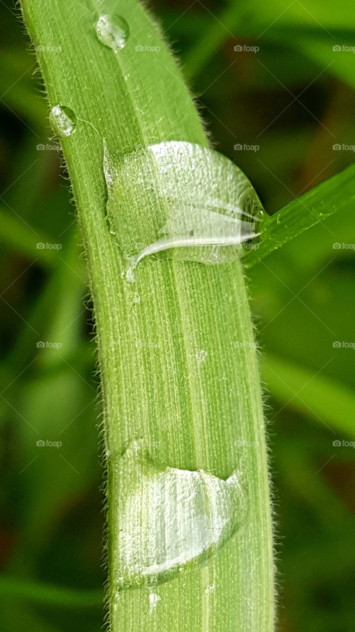 Blade of grass after rain.