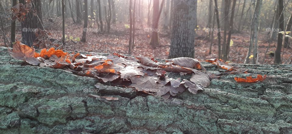 Leaves on an oak tree during sunset in forest
