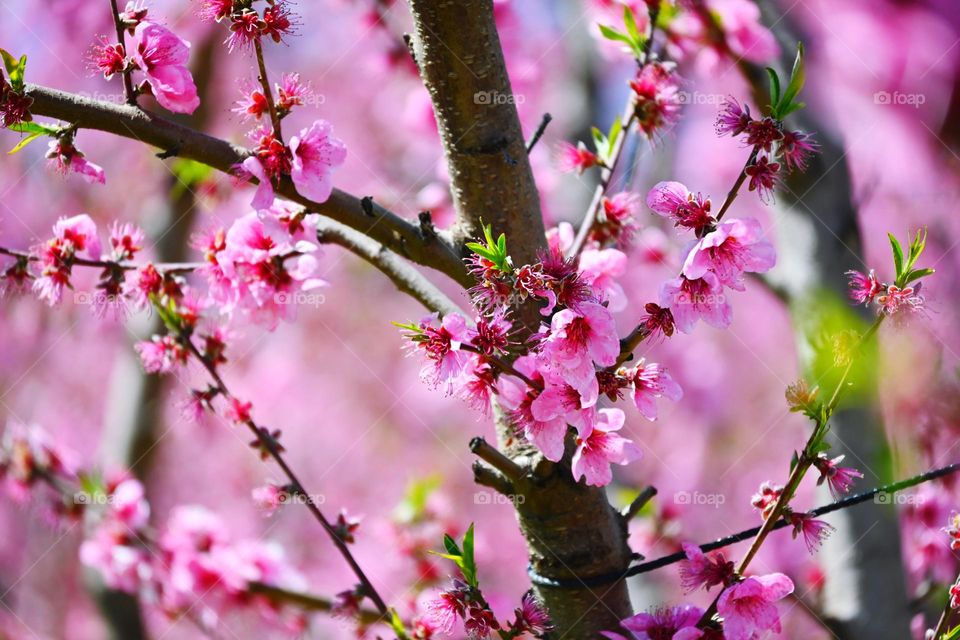 Spring blossom 