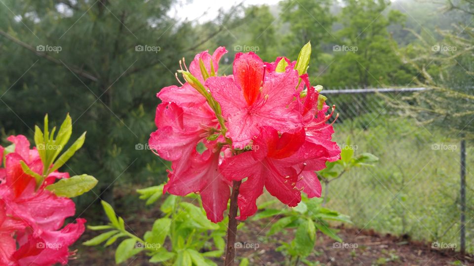 The Red Garden, Flower of Asheville