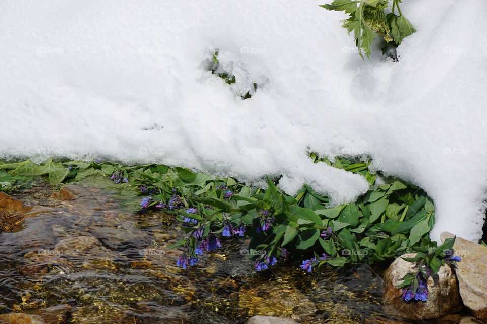 Flowers by the stream and snow