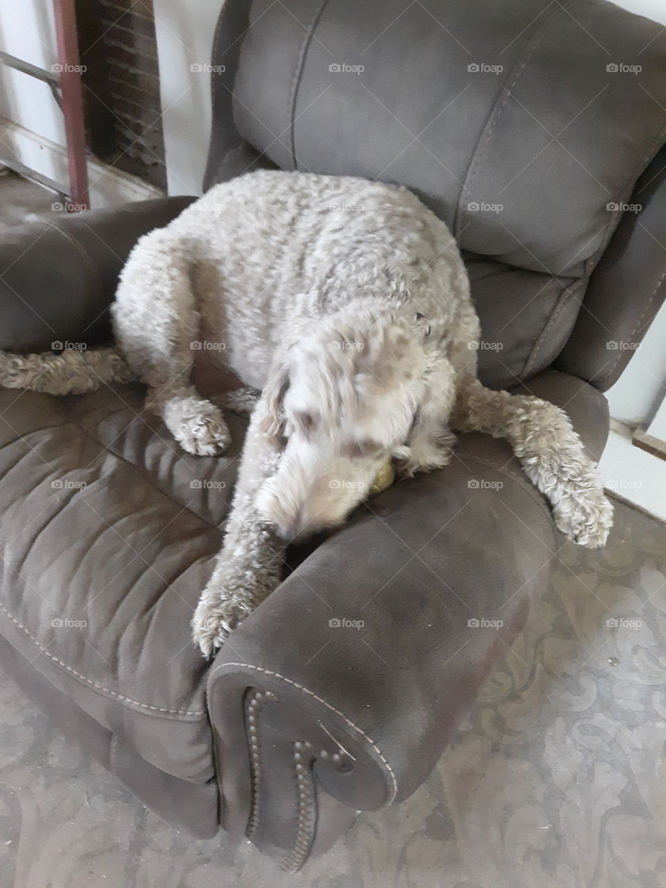 Dog feeling left out